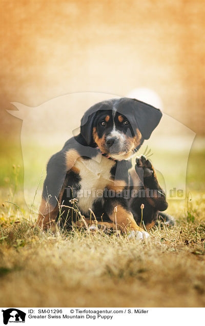 Greater Swiss Mountain Dog Puppy / SM-01296