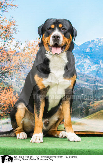 sitting Great Swiss Mountain Dog / SST-19556