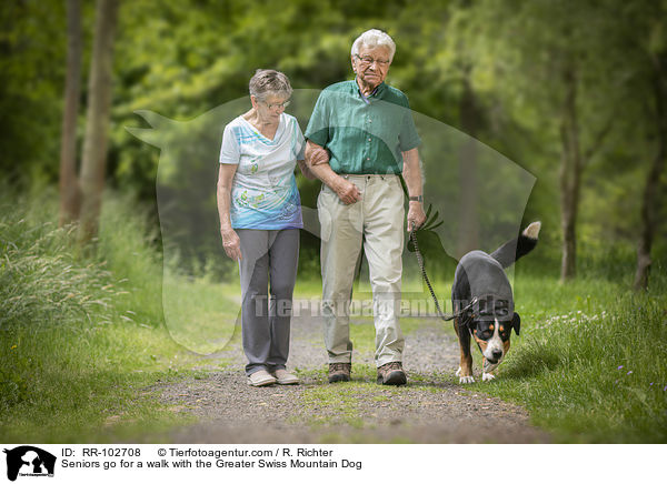 Seniors go for a walk with the Greater Swiss Mountain Dog / RR-102708