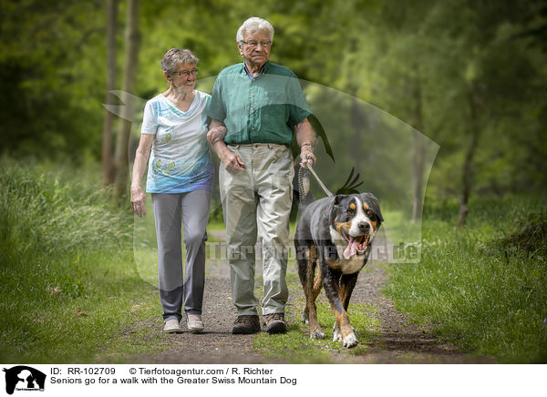Seniors go for a walk with the Greater Swiss Mountain Dog / RR-102709