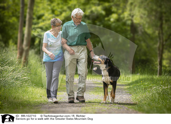 Seniors go for a walk with the Greater Swiss Mountain Dog / RR-102710