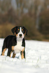 Great Swiss Mountain Dog Puppy