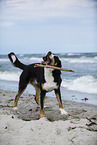 Great Swiss Mountain Dog at the beach