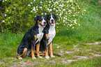 2 Great Swiss Mountain Dogs