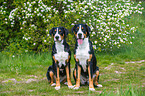 2 Great Swiss Mountain Dogs