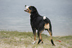 Great Swiss Mountain Dog