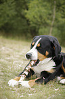 Great Swiss Mountain Dog with stick