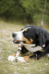 Great Swiss Mountain Dog with stick