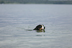 swimming Great Swiss Mountain Dog