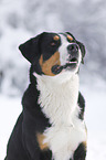 Greater Swiss Mountain Dog in the winter