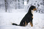 Greater Swiss Mountain Dog sitting in snow