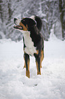 Greater Swiss Mountain Dog stands in snow