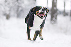 Greater Swiss Mountain Dog runs through the snow