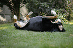 Greater Swiss Mountain Dog rolling in the grass