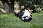 Greater Swiss Mountain Dog rolling in the grass