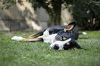 Greater Swiss Mountain Dog lies in the grass