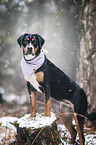 standing Greater Swiss Mountain Dog