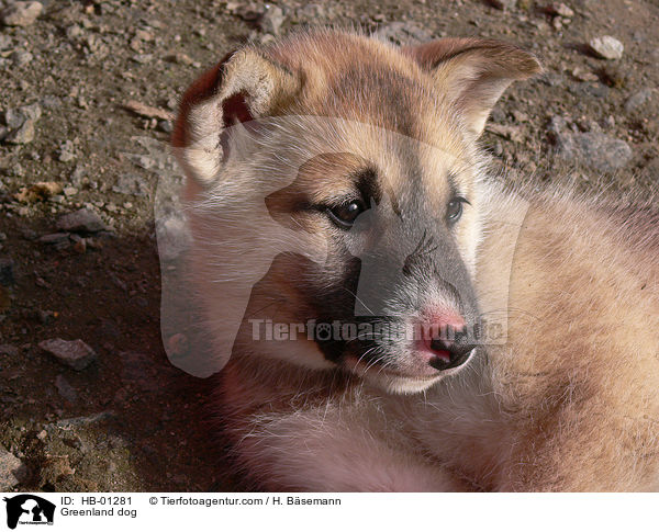 Grnlandhund / Greenland dog / HB-01281