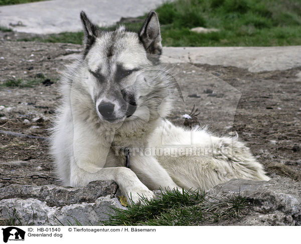 Grnlandhund / Greenland dog / HB-01540