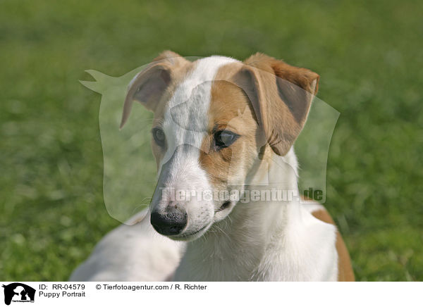 Puppy Portrait / RR-04579