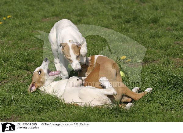 playing puppies / RR-04585