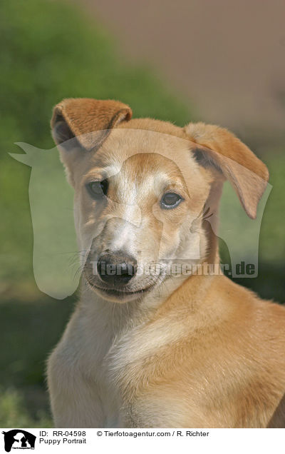 Puppy Portrait / RR-04598