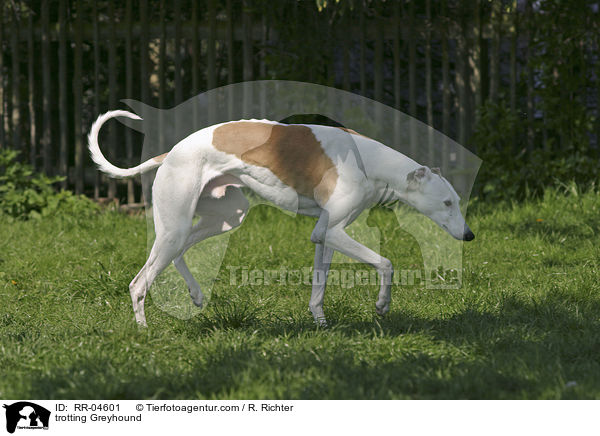 trotting Greyhound / RR-04601