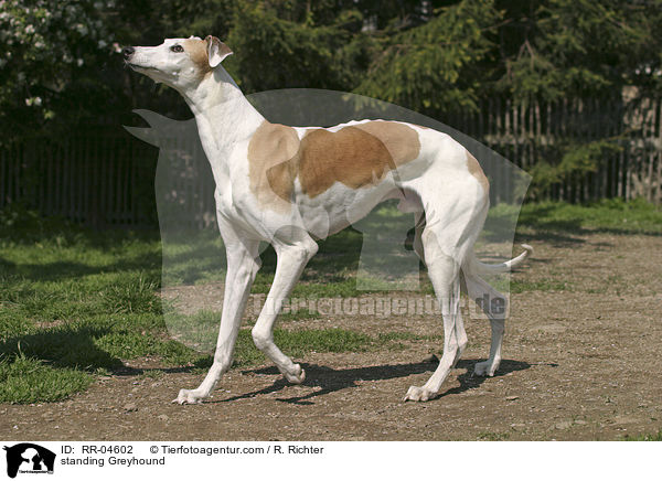 standing Greyhound / RR-04602