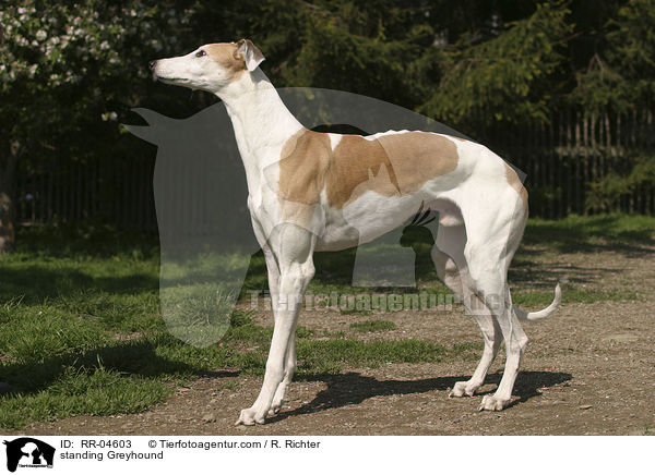standing Greyhound / RR-04603