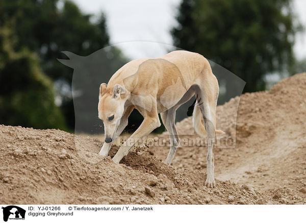 digging Greyhound / YJ-01266