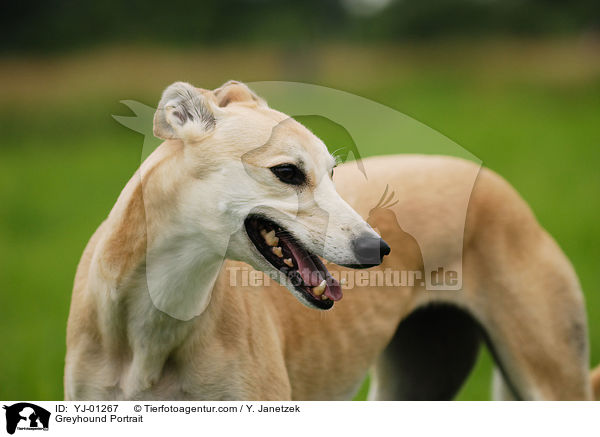 Greyhound Portrait / YJ-01267