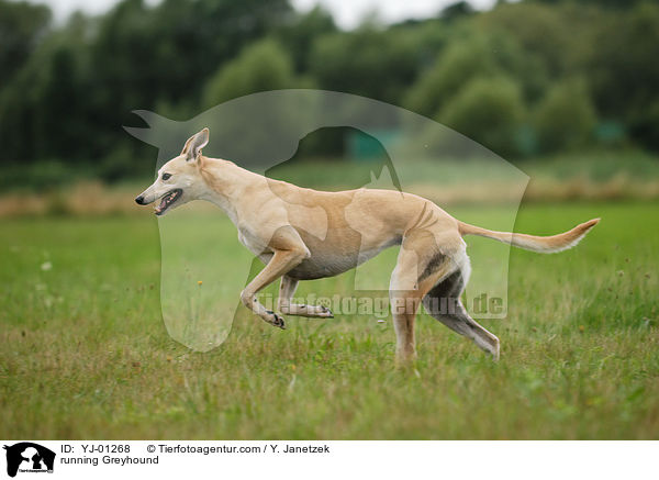 running Greyhound / YJ-01268