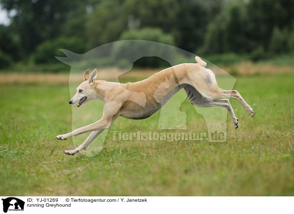 running Greyhound / YJ-01269