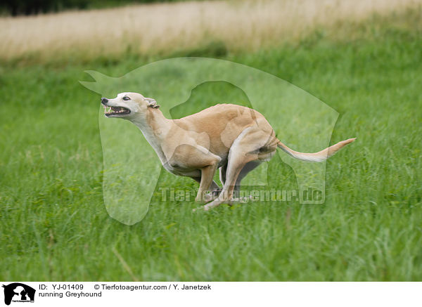 running Greyhound / YJ-01409