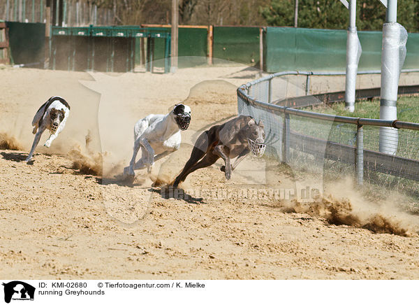 running Greyhounds / KMI-02680