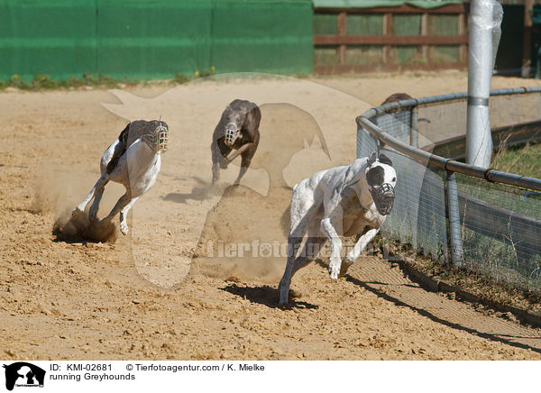 running Greyhounds / KMI-02681