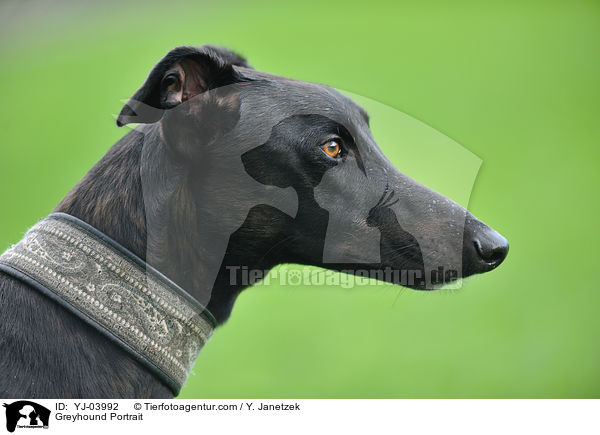 Greyhound Portrait / YJ-03992