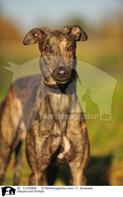 Greyhound Portrait / YJ-03994