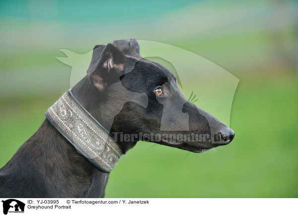 Greyhound Portrait / YJ-03995