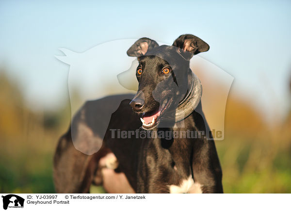 Greyhound Portrait / YJ-03997