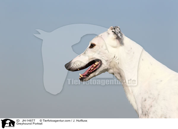 Greyhound Portrait / JH-14877