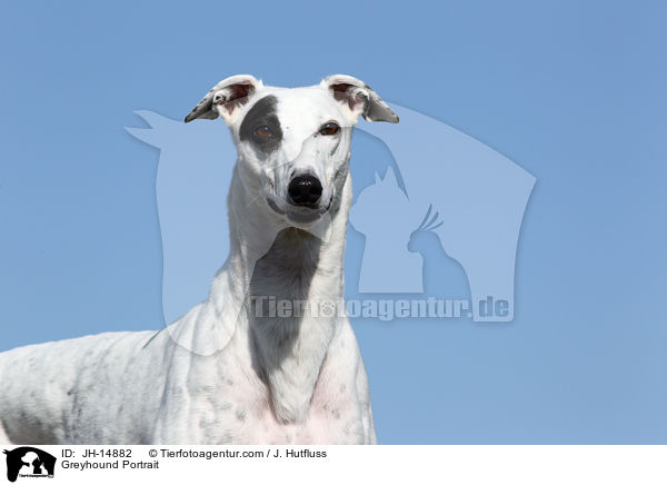 Greyhound Portrait / JH-14882