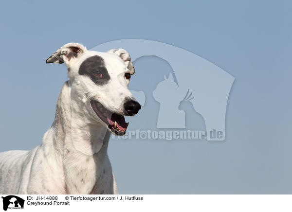 Greyhound Portrait / JH-14888