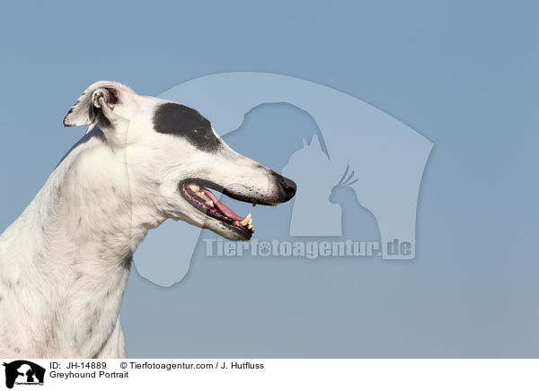 Greyhound Portrait / JH-14889