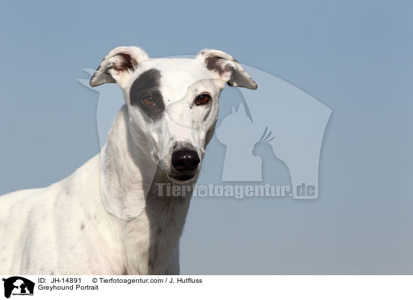 Greyhound Portrait / JH-14891