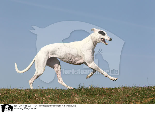 running Greyhound / JH-14892