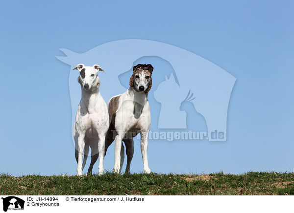 2 Greyhounds / JH-14894