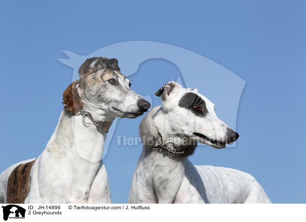 2 Greyhounds / JH-14896