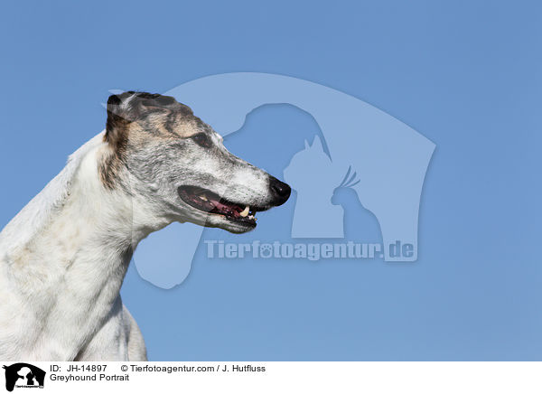Greyhound Portrait / JH-14897