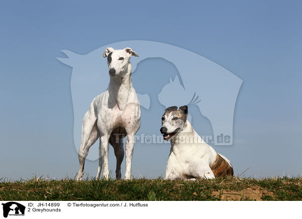 2 Greyhounds / JH-14899